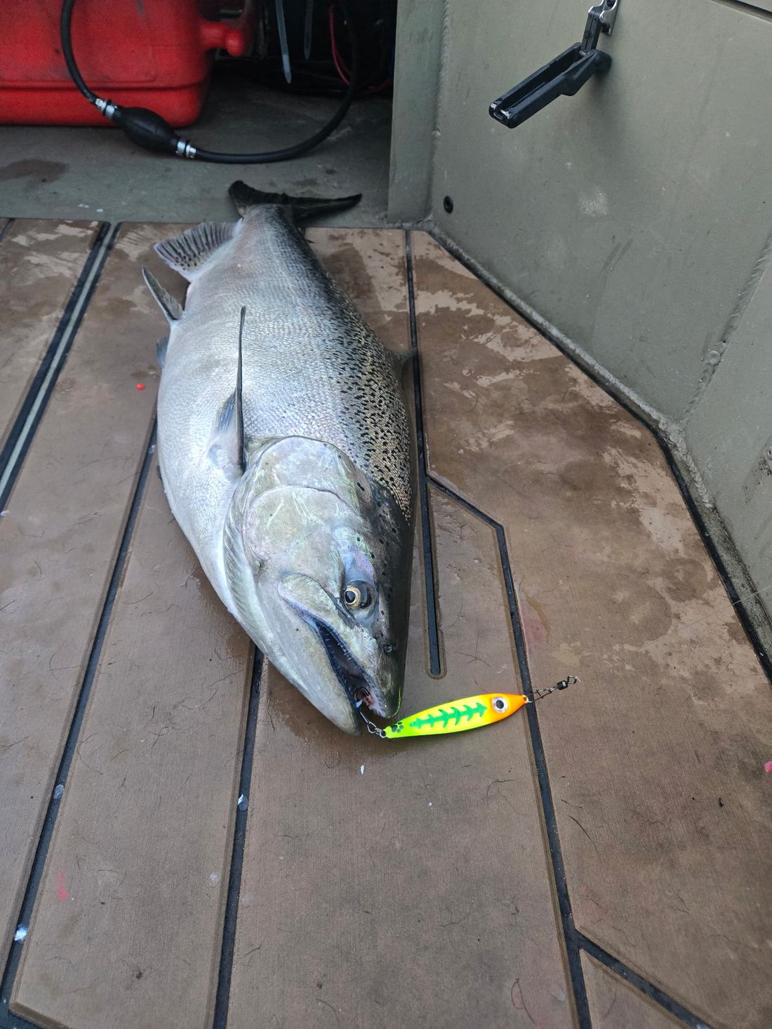 A freshly caught fish on a boat deck
