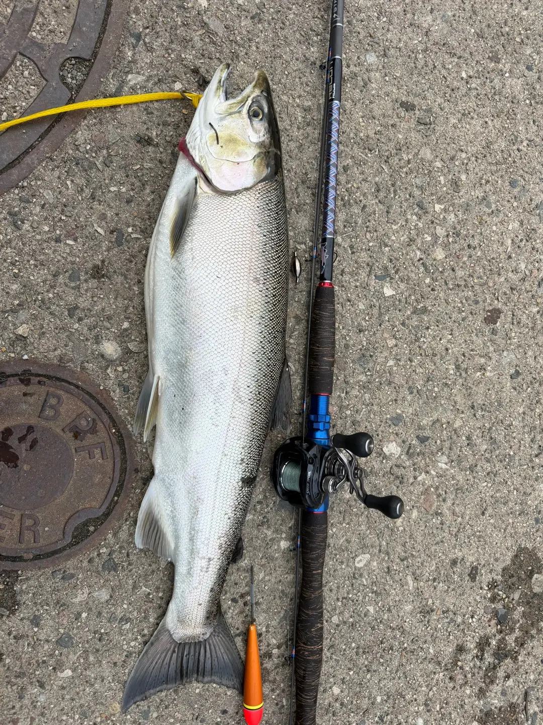 A fish beside a rod and reel after a day on the water